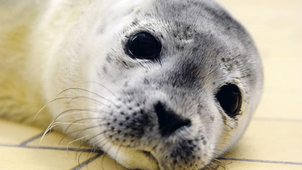 »Femke« ist der erste Heuler des Jahres, der in Norddeich aufgenommen wurde. © Foto: Seehundaufzuchtstation Norddeich