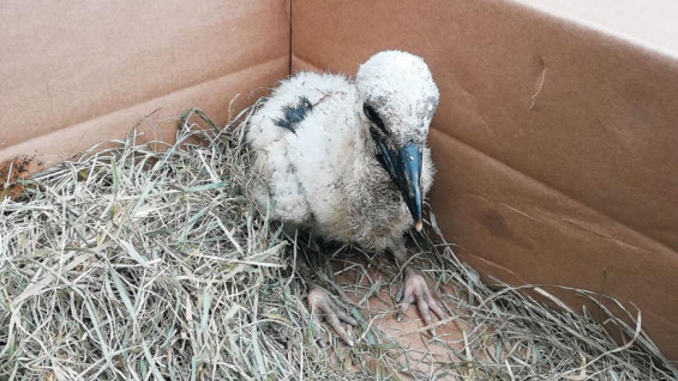 Das Storchenküken aus dem Nest in Weener-Buschfeld wurde zur Pflegestation nach Berne gebracht. © Foto: Hesse