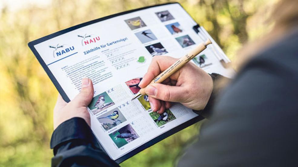 An der »Stunde der Gartenvögel« haben sich mehr als 600 Ostfriesen beteiligt. © Foto: Sebastian Hennigs (NABU)