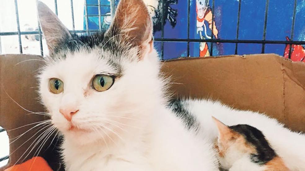 Katzenmutter »Joy« hat einiges durchgemacht. Wenn ihre Jungen groß genug sind, wird sie an der Pfote operiert werden müssen. © Foto: Tierschutz Rheiderlamd