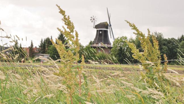 Sträucher abtransportiert: Weg frei für neues Baugebiet
