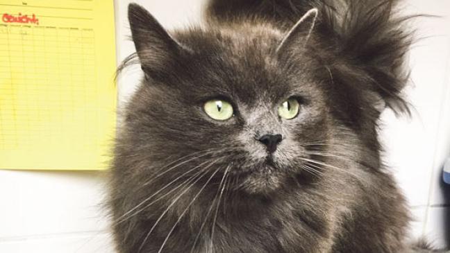 Schmusekater Jack sucht Anschluss