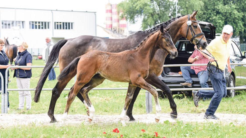 Siegerhengstfohlen der Fohlenschau des Pferdezuchtvereins Leer-Weener war der »Dancier«-Nachkomme aus einer »Fisherman‘s Friend«-Stute aus der Zucht und dem Besitz von Maike und Joachim Frerichs aus Weener. © Foto: Gleich