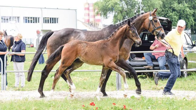 Rheiderländer Fohlenzüchter räumen bei Schau in Leer ab