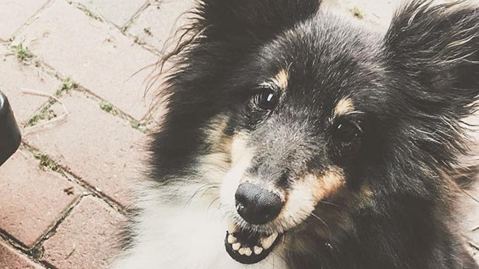 »Sissi« ist eine etwas ältere Sheltie-Dame. © Foto: Tierschutz