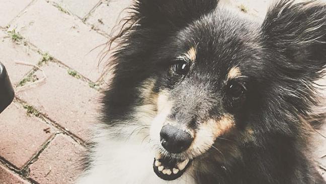 Gut erzogene »Sissi« sucht ein Zuhause