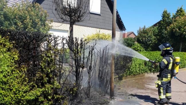 Hecke an der Ringstraße steht in Flammen