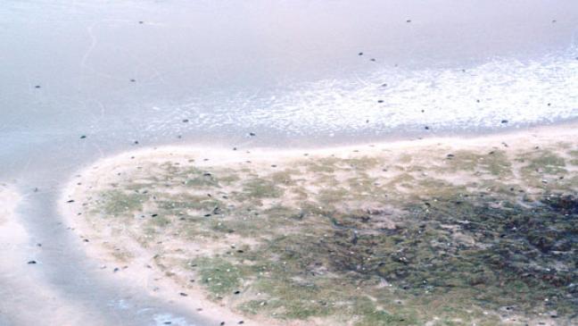 Zahl der Kegelrobben nimmt weiter zu