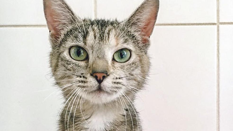 »Bailey« kommt gut mit anderen Katzen aus. © Foto: Tierschutz Rheiderland