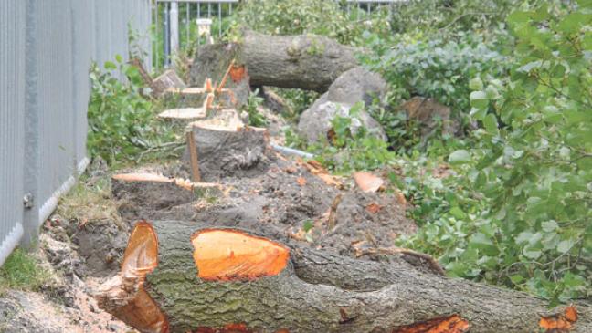 15 Erlen gefällt am Kindergarten in Midlum