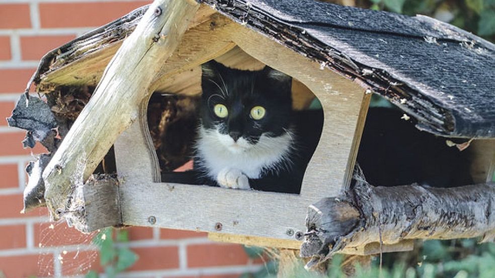 Menschenbezogen, lieb und anhänglich: Katze »Feli« sucht ein neues Zuhause. © Foto: Tierschutz Rheiderland
