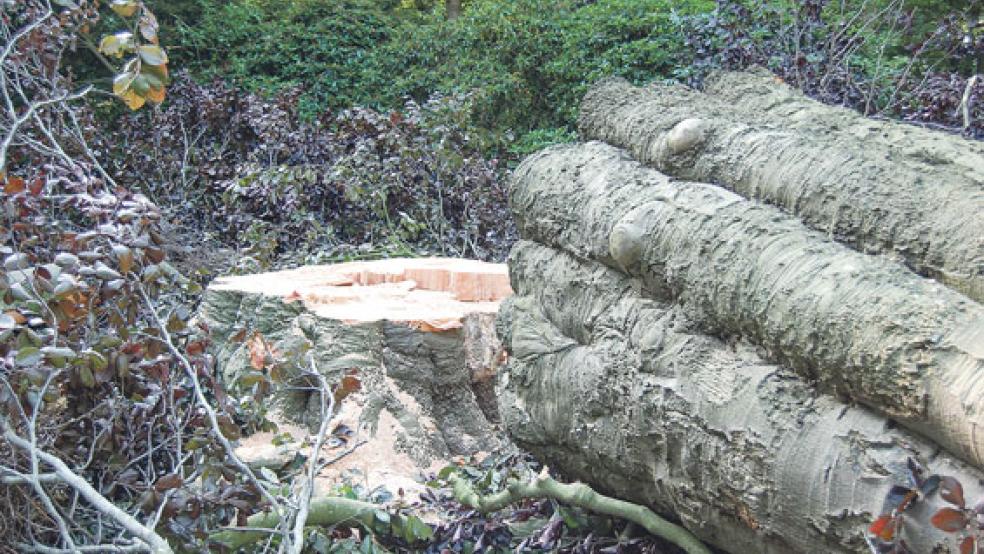 Bis auf einen Stumpf abgesägt wurde die Blutbuche im Stapelmoorer Park. Der ursprüngliche Plan, ein vier Meter hohes Stück des Stamms stehen zu lassen, ließ sich nicht verwirklichen. © Foto: Hoegen
