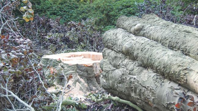 Blühwiese im Stapelmoorer Park geplant
