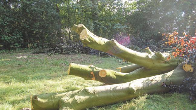 Riesensporling und der Hallimasch