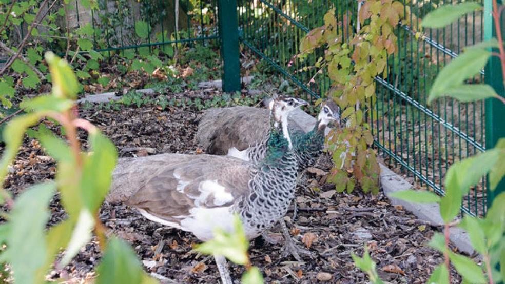 Zwei Pfauenweibchen treiben sich zur Zeit im Garten der Tagespflege in Weener herum.  © Foto: Muising