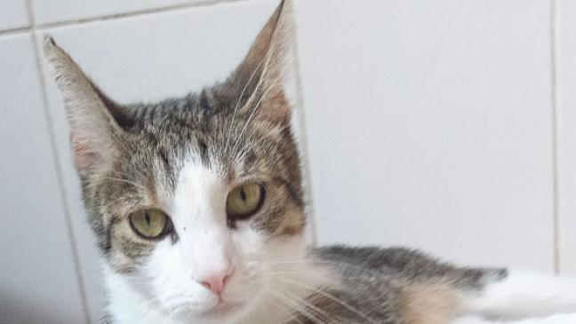 Mikesch sucht neues Heim