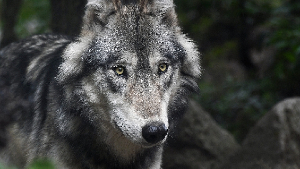 18 tote Schafe wurden in Bunderneuland gefunden. Hat ein Wolf die Tiere gerissen? Genetik-Proben der Tierkadaver werden jetzt untersucht. © Foto: Pixabay