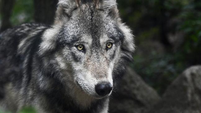 Riss ein Wolf 18 Schafe in Bunderneuland?