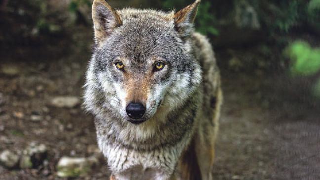 Kommt Labor dem Wolf auf die Spur?
