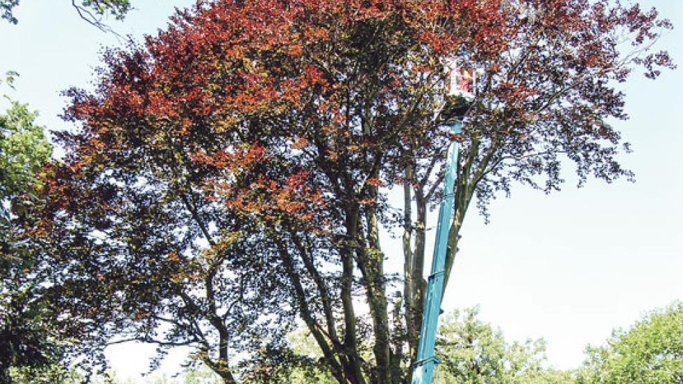 Die Blutbuche im Stapelmoorer Park, hier bei der Entfernung der ersten großen Äste vor der Fällung des Baumes, wird die Politik in Weener erneut beschäftigen. © Foto: Hoegen