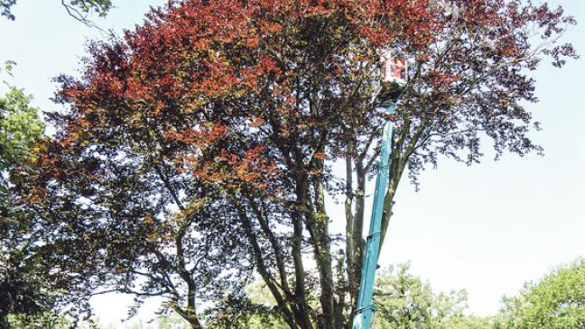 Blutbuche bald im Ausschuss