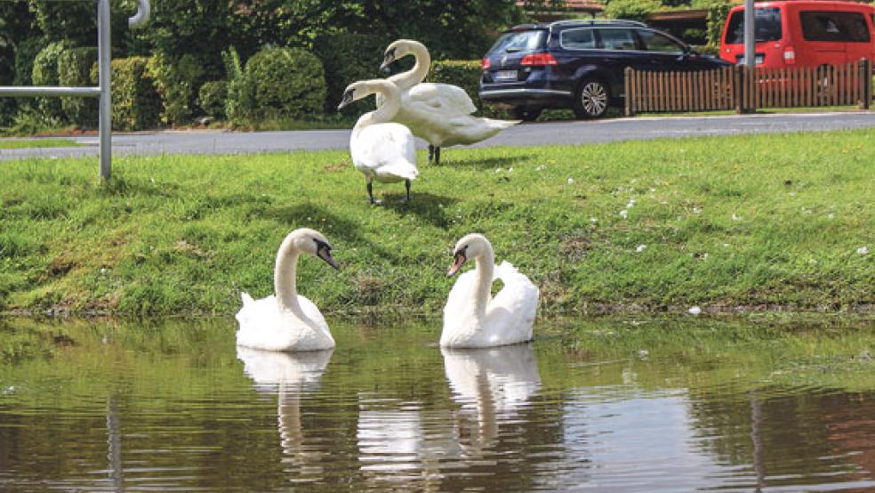 Im Papenburger Stadtgebiet gibt es keine Schwäne mehr, wie hier 2014 an der Umländerwiek, die durch den Papenburger Bauhof gehalten werden. © Foto: Stadtverwaltung