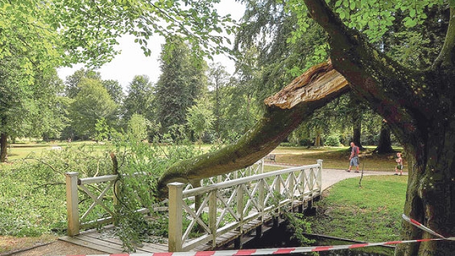 Ast kracht auf Brücke im Evenburg-Park