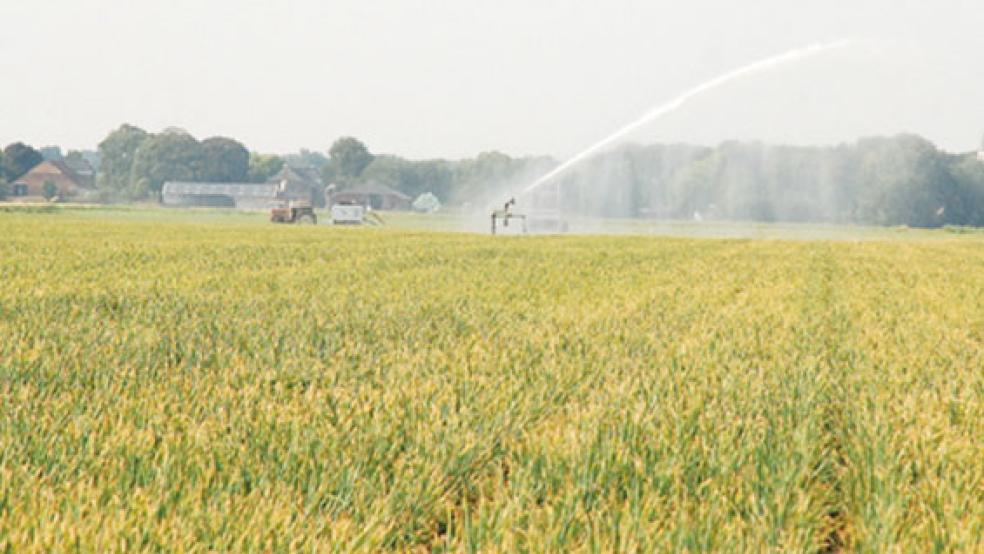 Für die Beregnung von Zwiebeln in der Nähe von Blijham gibt es noch genug Wasser. © Fotos: Kuper