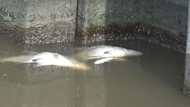 Zu hoher Salzgehalt: Fische sterben