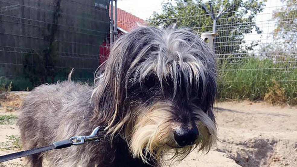 Hofft auf liebevolle und erfahrene Dackel-Freunde: »Fietje«. © Foto: privat