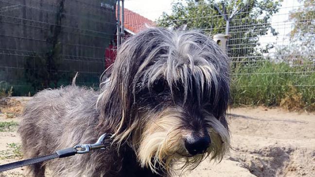 »Fietje« sucht liebe Dackel-Freunde