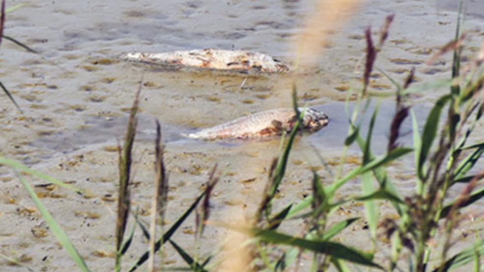 Rund 100 Fische sind nach einer groben Schätzung der Deichacht verendet. © Foto: Hollender