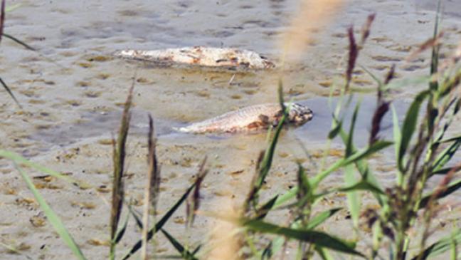 Fische verenden in ausgetrockneten Seen