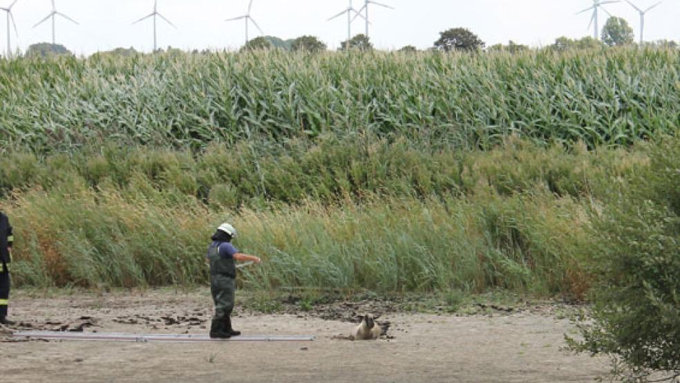Nach 25 Minuten gelang es der Feuerwehr, das Schaf zu befreien. © Foto: Manuel Goldenstein