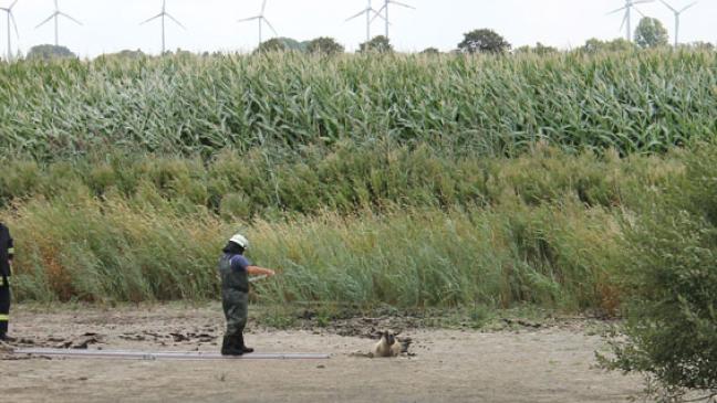 Feuerwehr rettet Schaf aus dem Morast