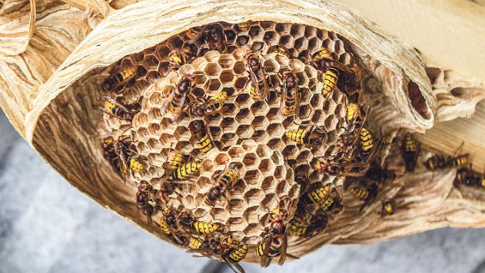 Dieses Hornissennest mit einem Durchmesser von rund 25 bis 30 Zentimetern befand sich im Geräteschuppen der Eheleute Schülli-Pohl in Tichelwarf. © Foto: Ostendorp