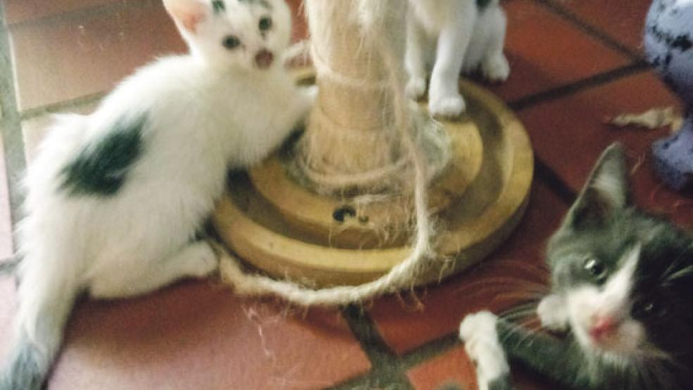 Viele Kitten warten auf ein neues Zuhause. © Foto: Tierschutz
