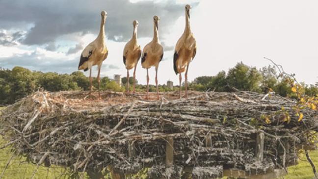 Buschfelder Jungstörche sind ausgeflogen