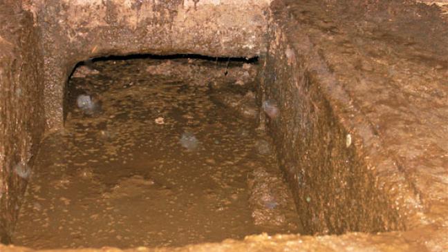 Rinder aus Güllekeller gerettet