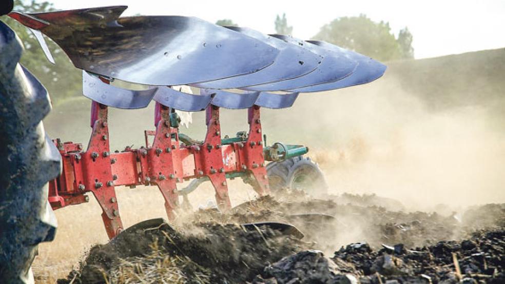 Abgegrast: Dadurch, dass die meisten Getreidefelder im Rheiderland abgeerntet und gepflügt sind, finden die Gänse hier keine Nahrung mehr. © Fotos: privat