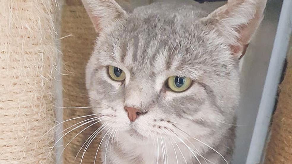 »Dusty« zieht sich im Tierheim eher zurück. © Foto: Tierschutz