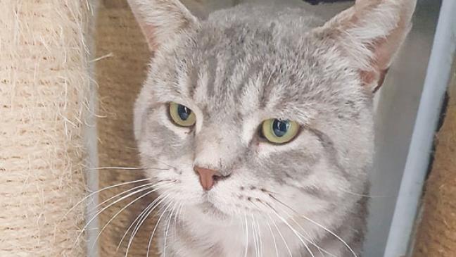 Schmusekater wartet auf neues Herrchen