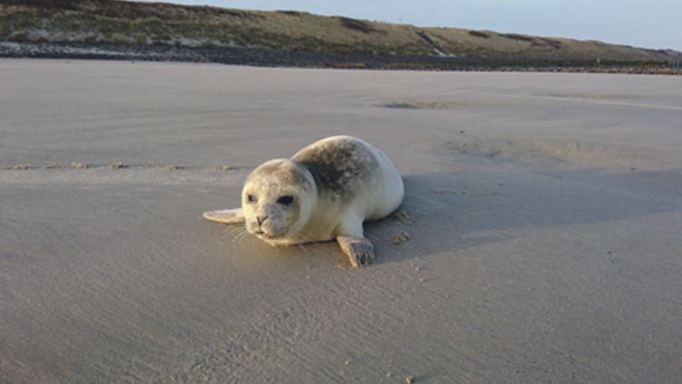Eine Robbe am Strand von Wangerooge: Der Seehund-Bestand im Niedersächsischen Wattenmeer bleibt auf hohem Niveau stabil. © Symbolfoto: Pixabay