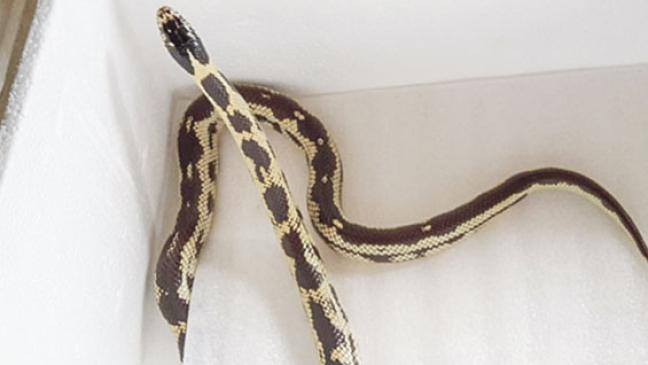 Kettennatter im Frühstücksraum