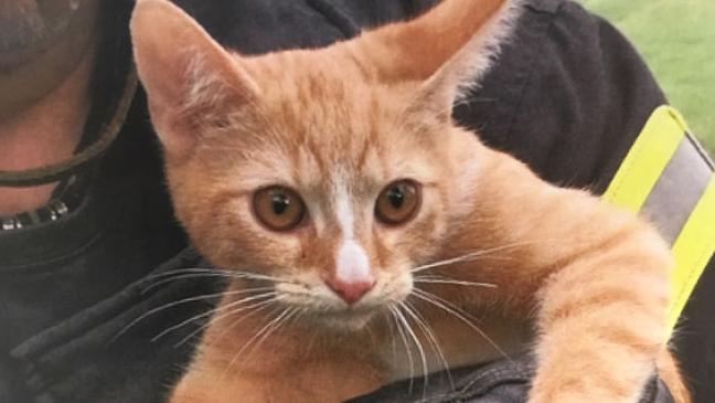 Eingeklemmte Katze aus Baum gerettet