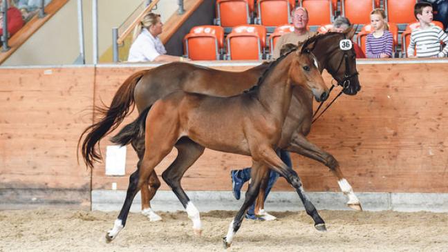 »For Dance«-Stutfohlen aus Wymeer bringt 8400 Euro