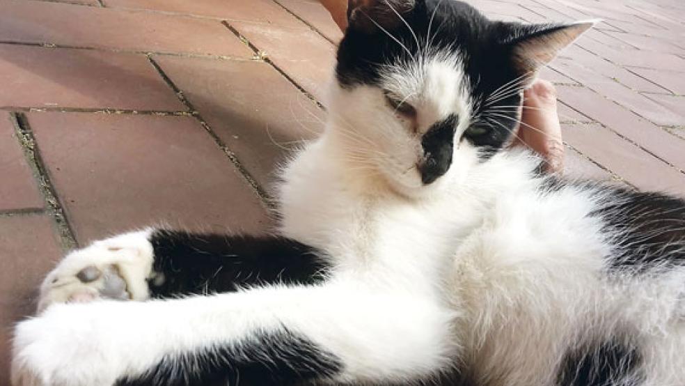 Diese junge und zutrauliche Katze wartet auf ihre Besitzer. © Foto: Streunerkatzen Rheiderland