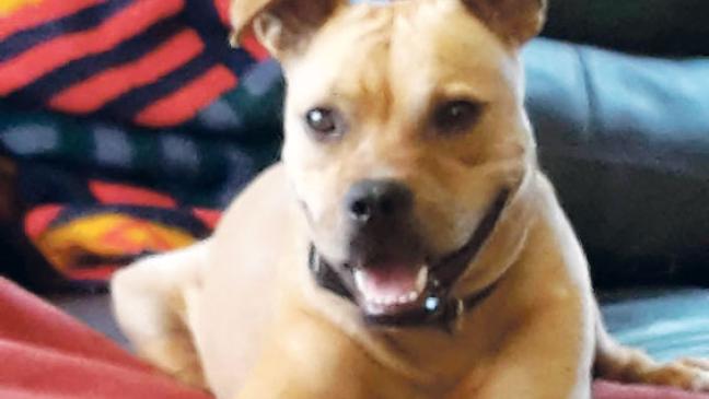 Wer gibt »Lotta« ein Zuhause?