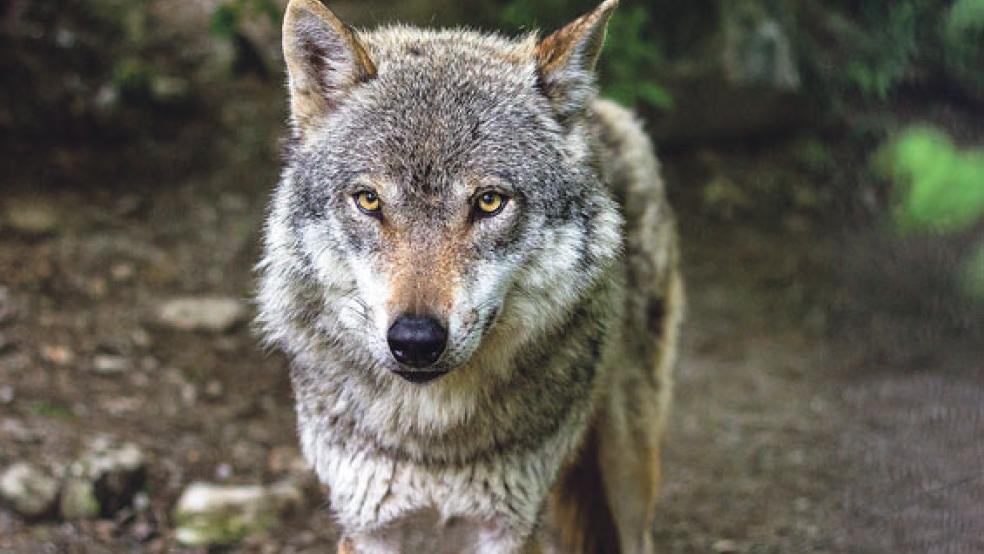 Ein Wolf hat Mitte Juli insgesamt 20 Schafe in Bunderneuland gerissen. Bei diesem Bild handelt es sich um ein Symbolbild.  © Symbolfoto: Pixabay