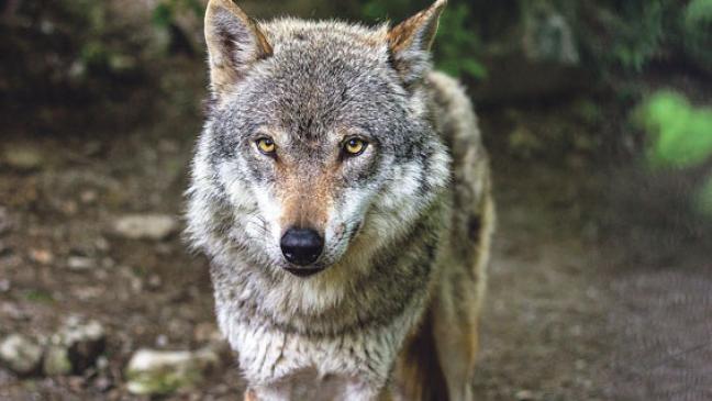 Kein Wolfsriss in Critzum
